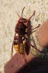 Vespa crabro