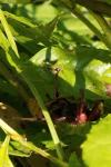 Vespa crabro