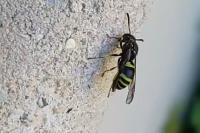 Ancistrocerus
