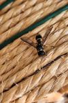 Ancistrocerus