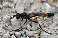 Ammophila sabulosa