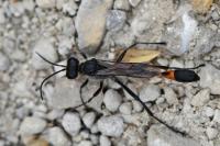 Ammophila sabulosa