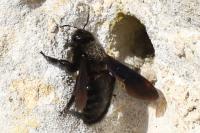 Xylocopa violacea