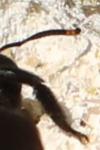 Xylocopa violacea