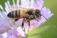Apis mellifera