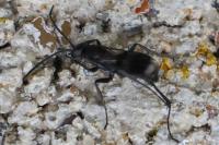 Priocnemis propinqua