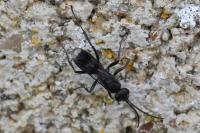 Priocnemis propinqua
