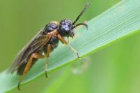 Monostegia abdominalis