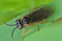 Monostegia abdominalis