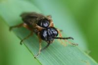 Monostegia abdominalis