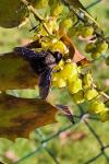 Xylocopa violacea