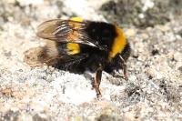 Bombus terrestris/lucorum
