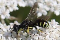Lestica clypeata