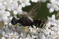 Lestica clypeata