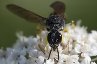 Lestica clypeata