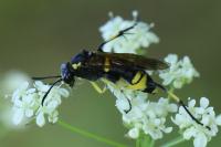 Macrophya montana