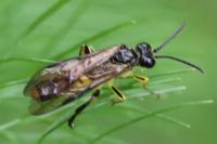 Tenthredo temula