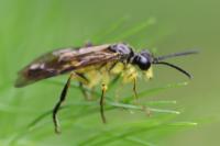 Tenthredo temula