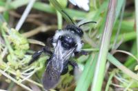 Andrena cineraria