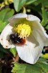 Osmia cornuta