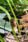 Apis mellifera