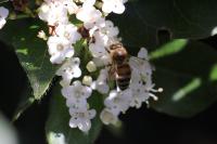 Apis mellifera