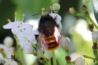 Osmia cornuta