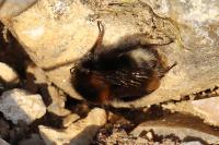 Bombus hypnorum