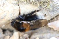 Bombus hypnorum