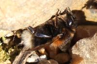 Bombus hypnorum