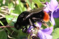 Bombus lapidarius