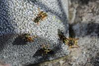Polistes dominula