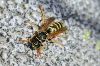 Polistes dominula