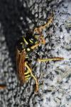 Polistes dominula