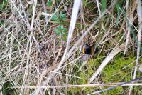 Bombus terrestris/lucorum