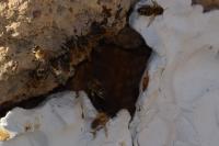 Apis mellifera