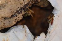 Apis mellifera