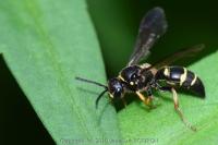 Argogorytes mystaceus