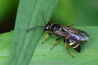 Argogorytes mystaceus