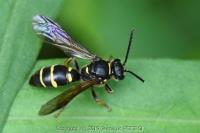 Argogorytes mystaceus