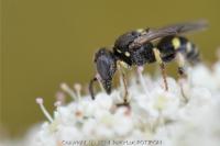 Oxybelus trispinosus
