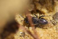 Oxybelus bipunctatus