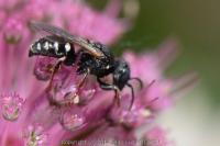 Oxybelus uniglumis