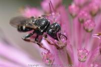 Oxybelus uniglumis