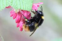 Bombus pratorum