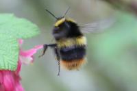 Bombus pratorum