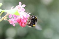Bombus terrestris/lucorum