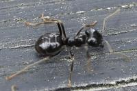 Lasius fuliginosus