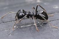 Lasius fuliginosus