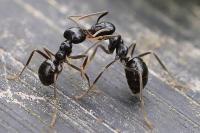 Lasius fuliginosus